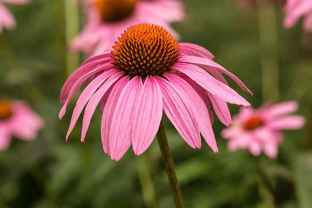 Credit: Getty Images