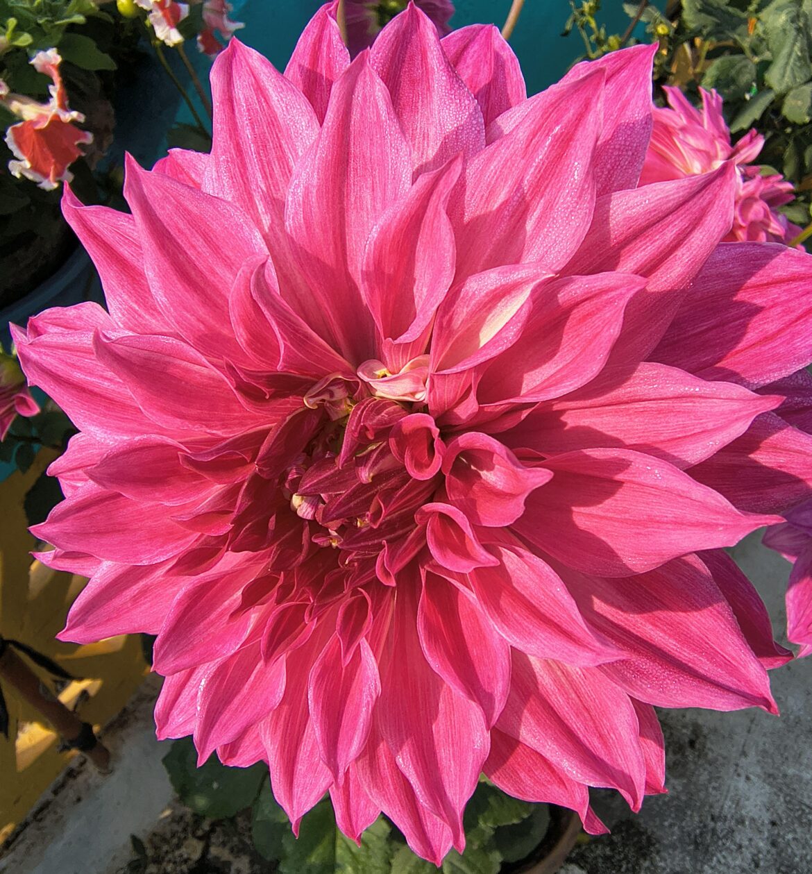 Dahlia pinnata [OC]