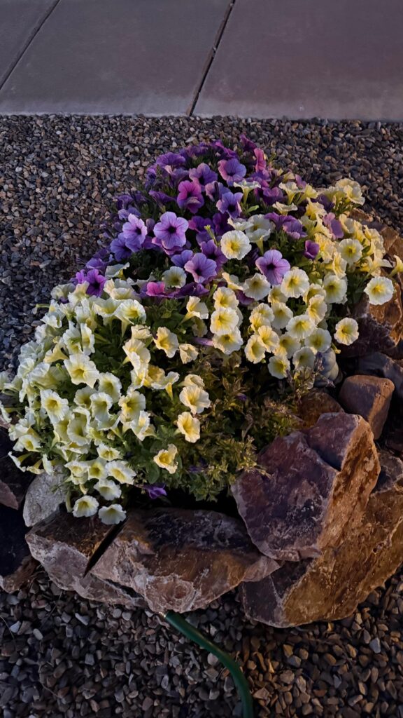 Dark purple petunias stressed. Dark purple petunias stressed.