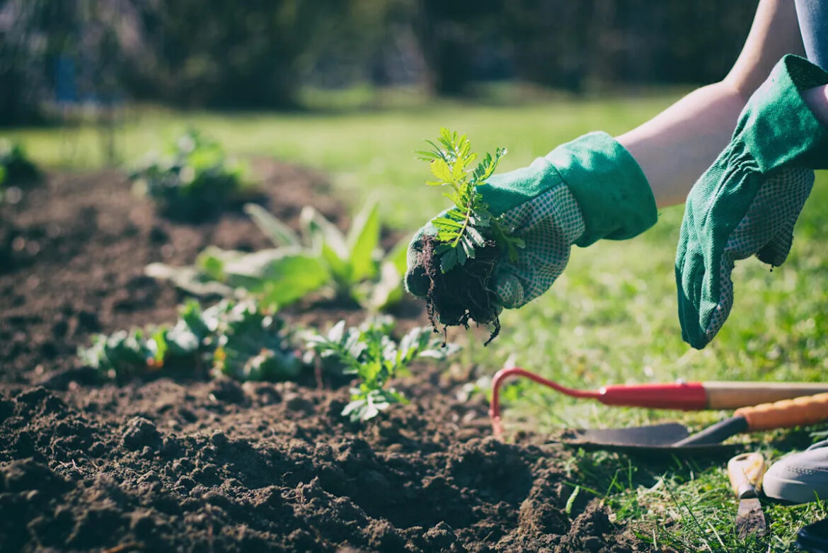 7 cheap and genius gardening hacks 7 cheap and genius gardening hacks