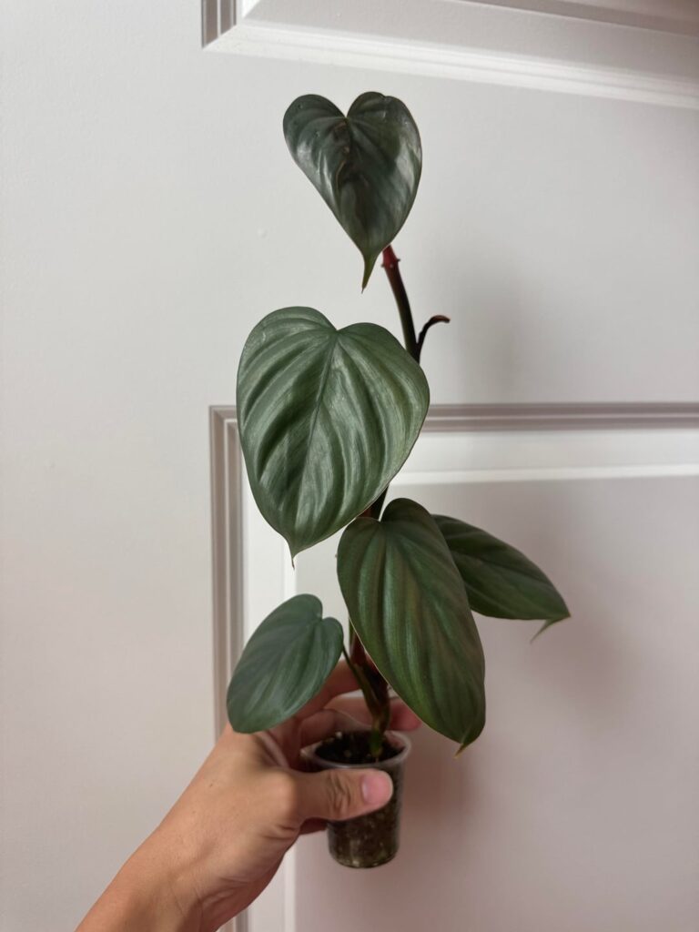 Help with ID