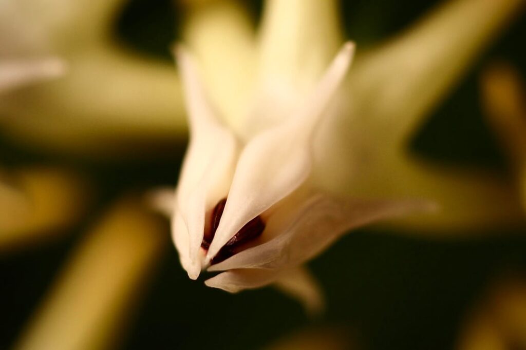 Multiflora - first blooms