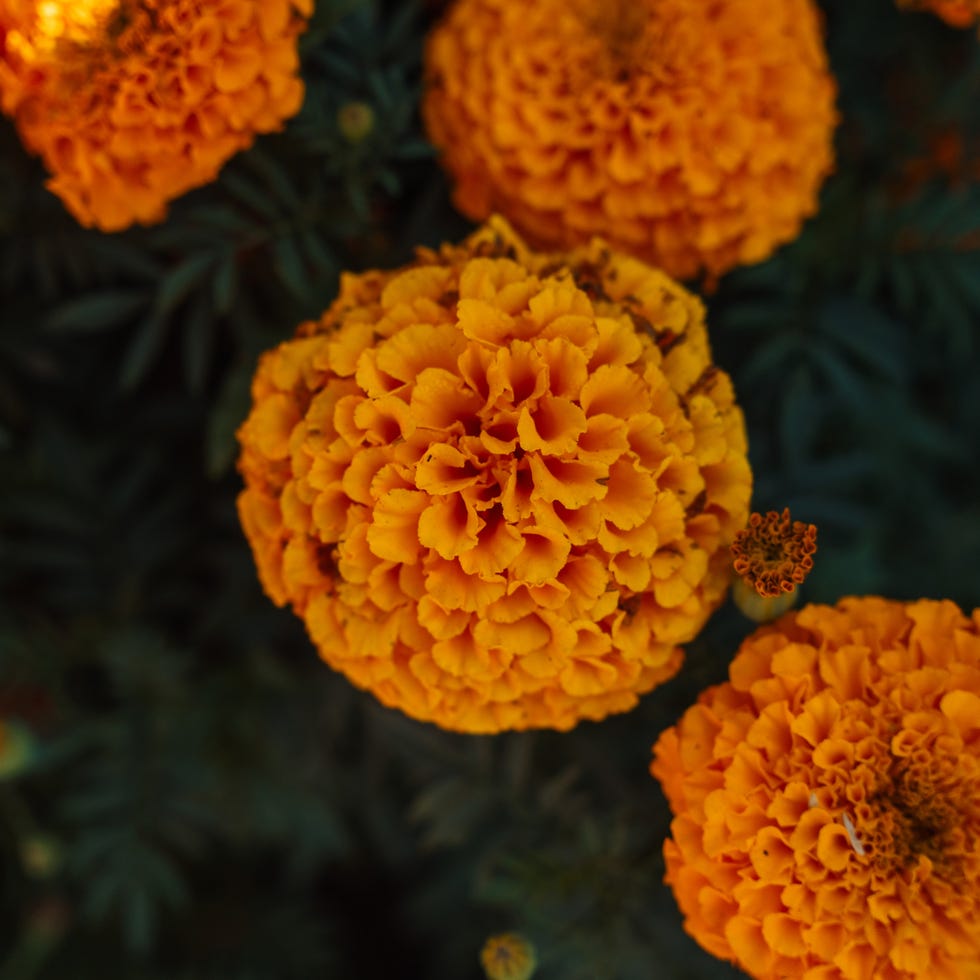 African Marigold Macro Petals. Detailed close-up of spherical Tagetes bloom showing layered petals and textures, rich golden color on dark foliage. Vibrant marigold flowers in full bloom
