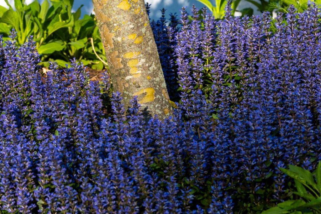 Bugleweed. Neighbor saw me taking photos of it and gave me contact info to send pictures lol