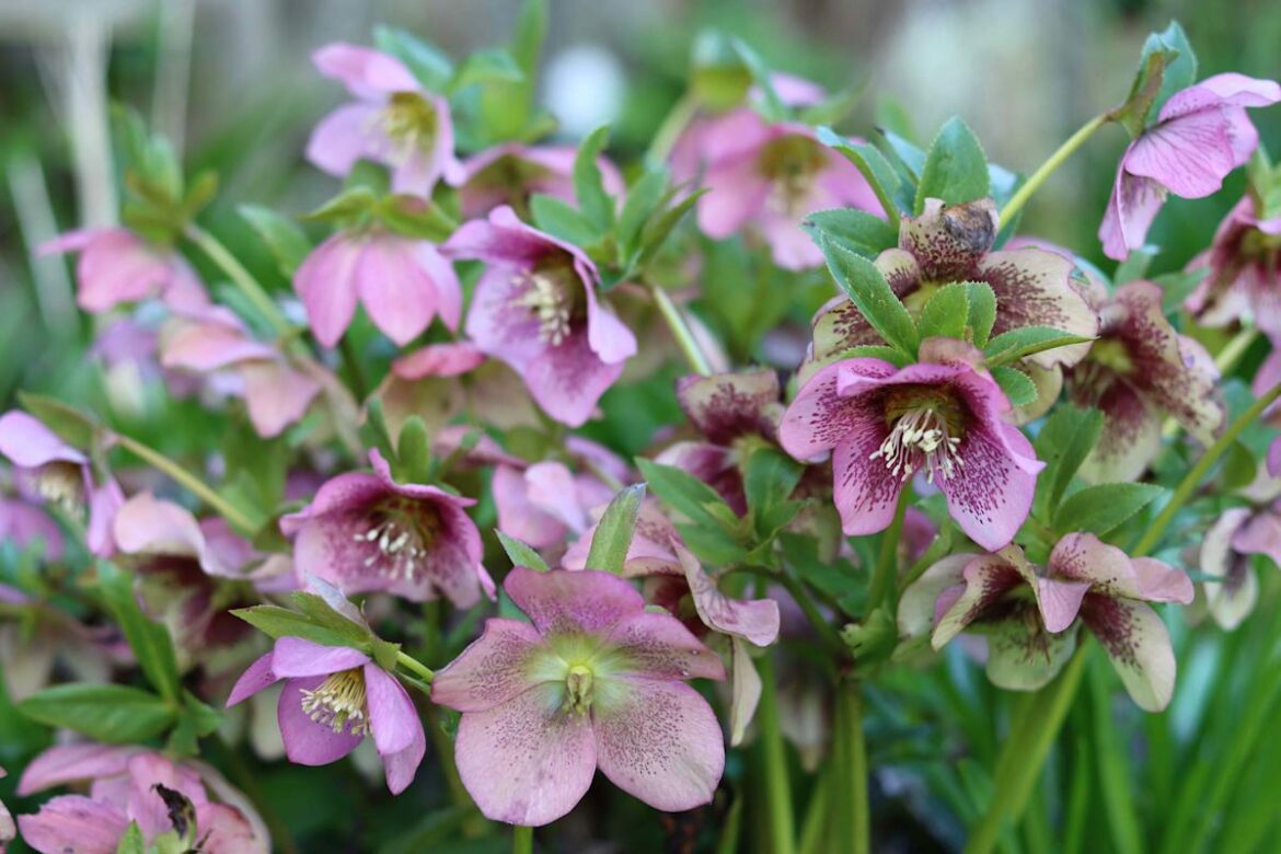 6 Shade-Loving Ground Covers You Can Plant From Seed, According to an Expert 6 Shade-Loving Ground Covers You Can Plant From Seed, According to an Expert