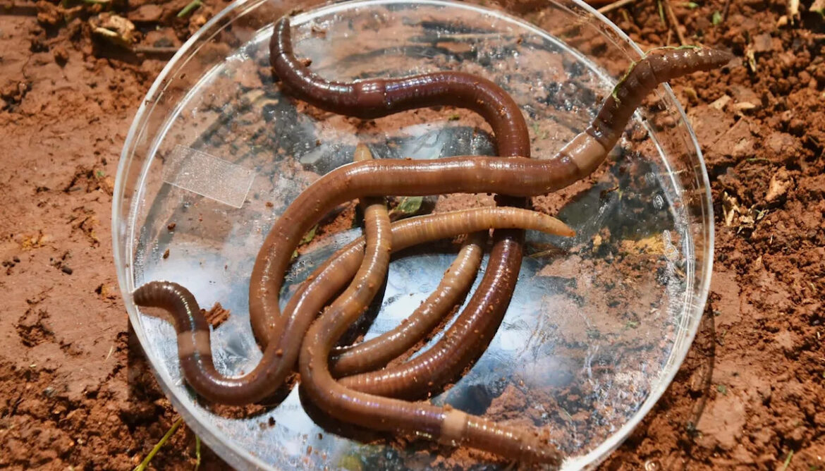 Snake-like jumping worms are tearing through gardens nationwide — and they’re nearly impossible to stop Snake-like jumping worms are tearing through gardens nationwide — and they're nearly impossible to stop