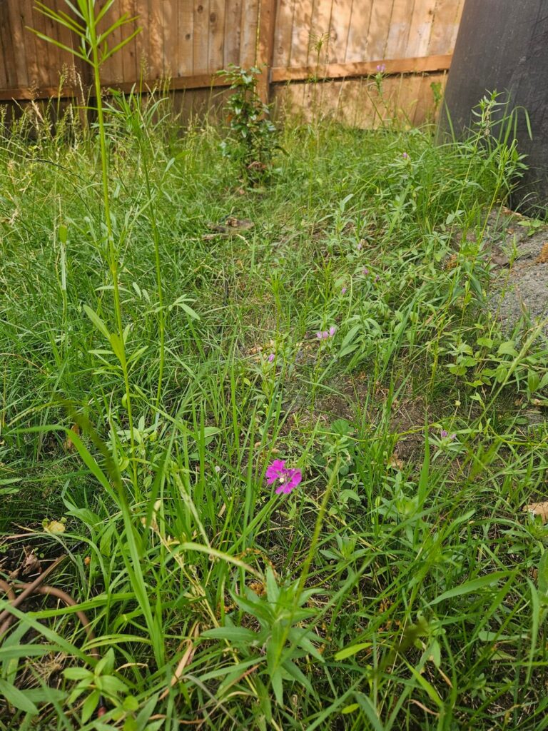 Native Seed Mix