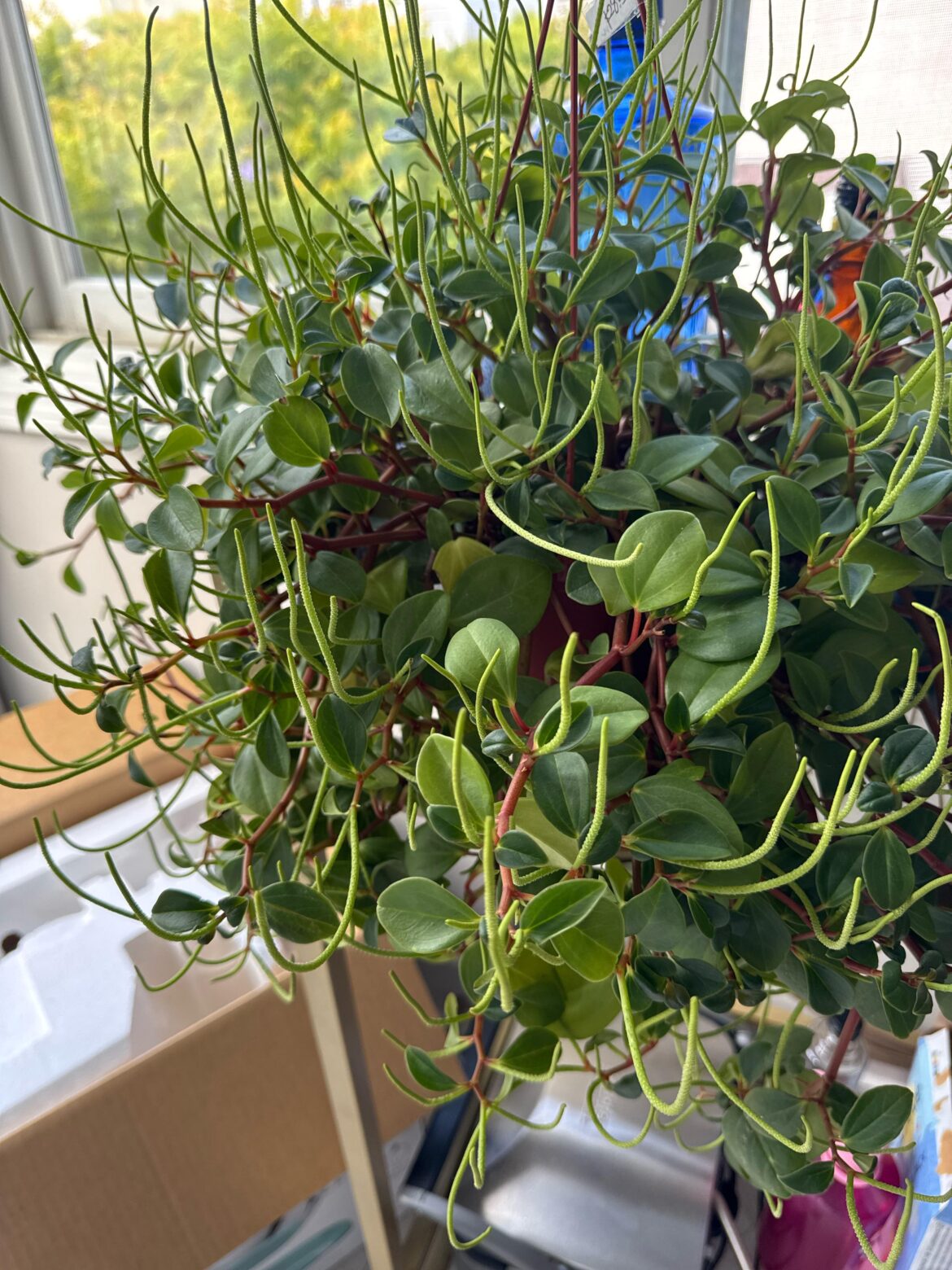 pepperonia growing stalks?