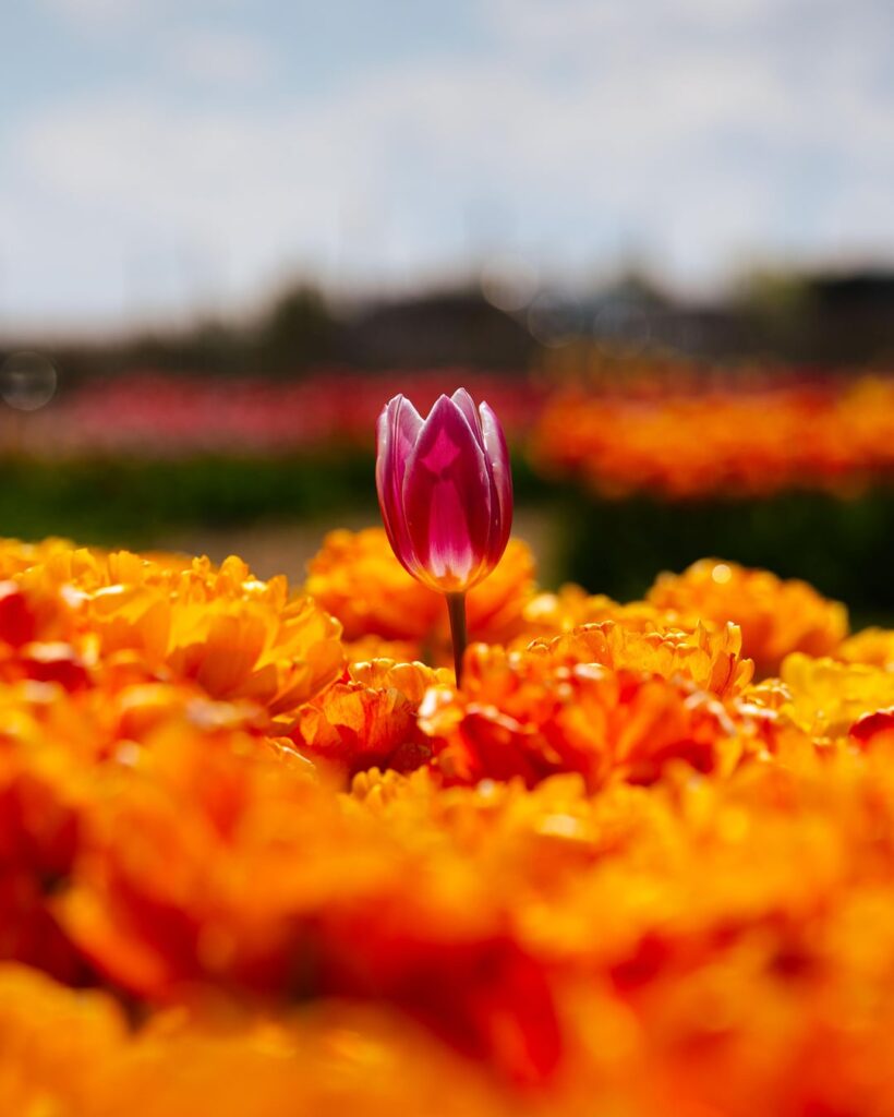 First time at a Tulip Festival First time at a Tulip Festival