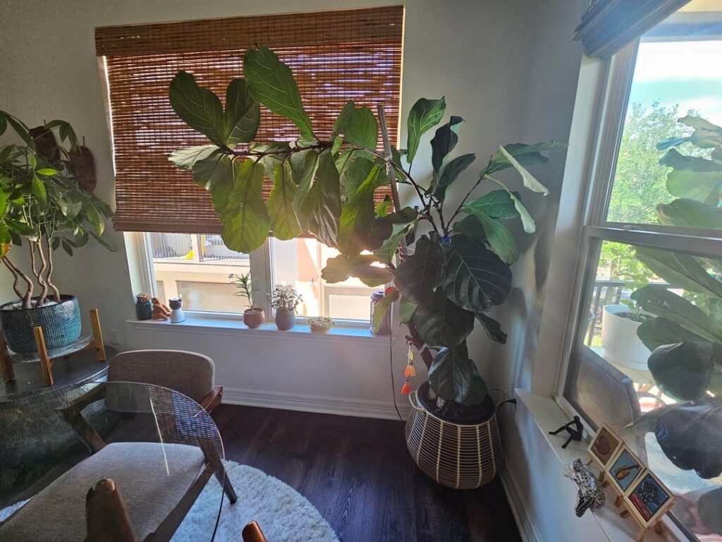Help! I dont know if I should chop my leaning fiddle.