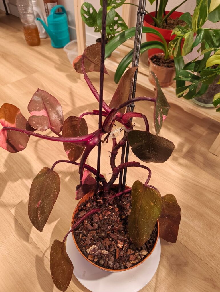 Air layering Pink Princess Philodendron?