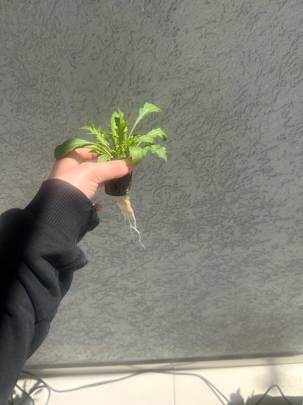 Rrots growing but plant nope