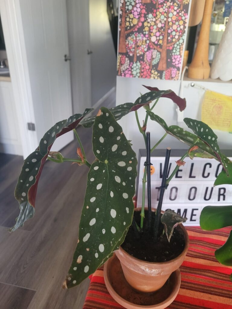 Help with new plant (wilty leaves)