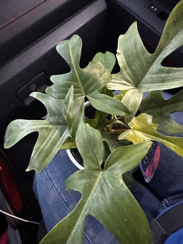 Florida Ghost?