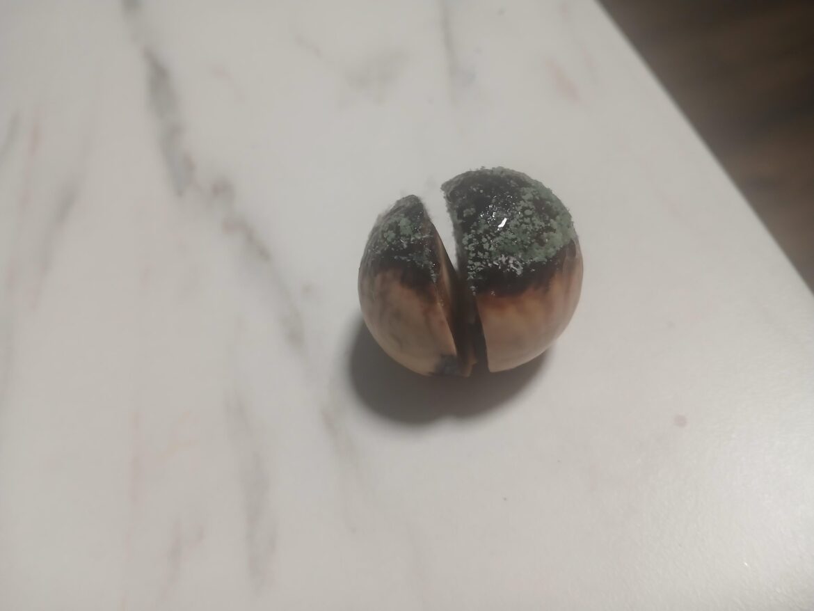 mold growth on avocado seed? :(