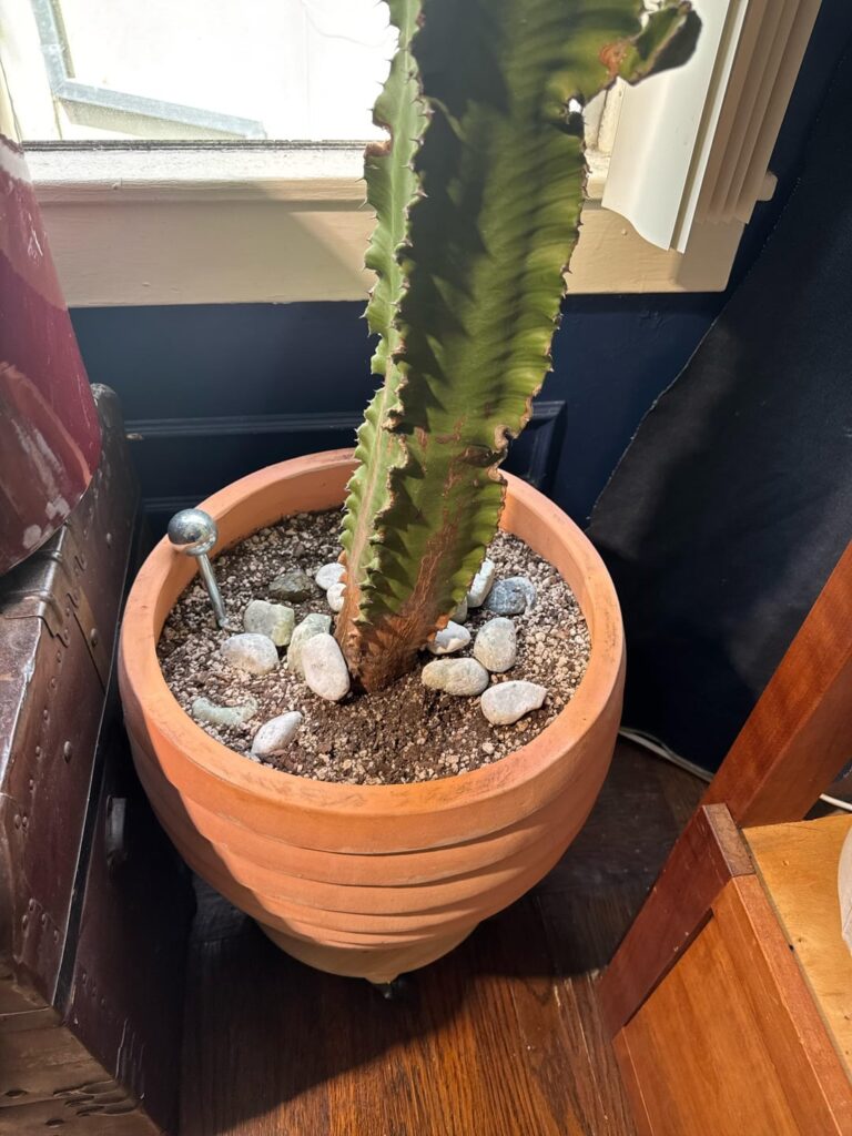 Tips for a Large Euphoribia Ammak