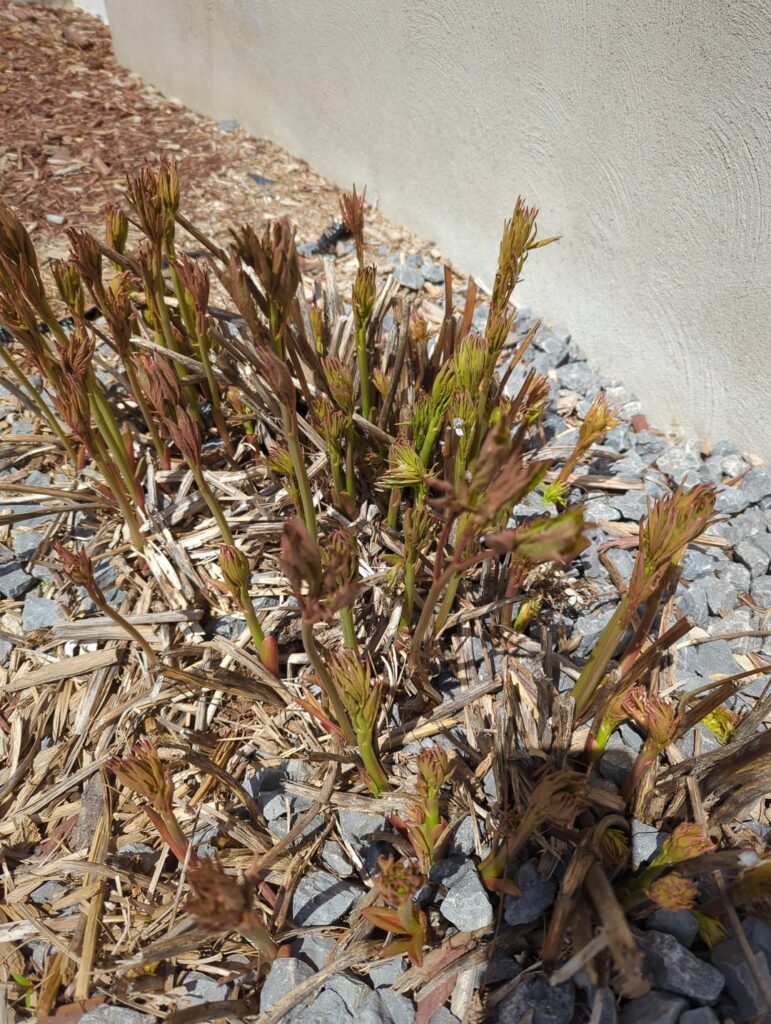 Growing in front of my house, Ontario, Canada