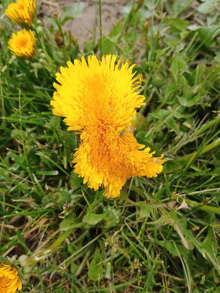 Dandelion with fasciation