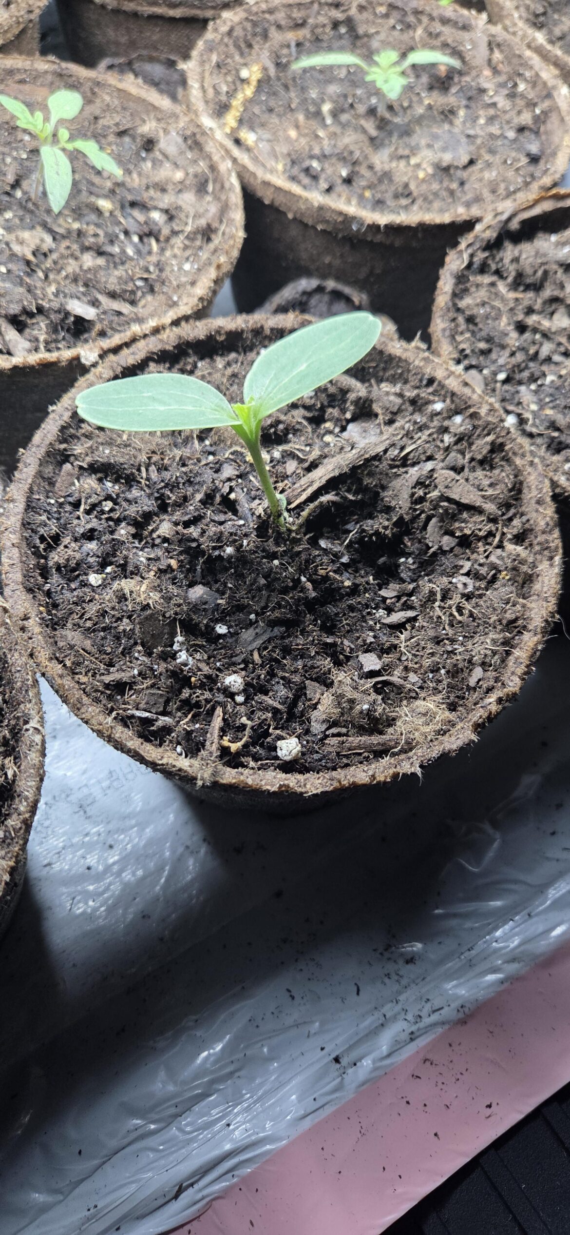 Do peat planters just suck?