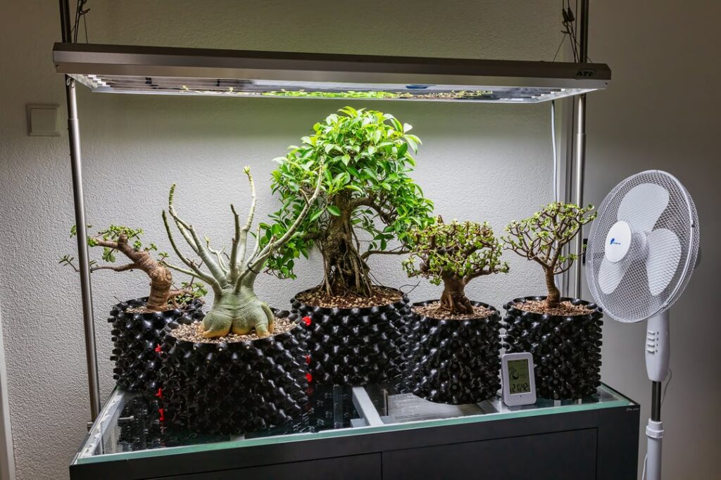 Reused my old aquarium setup and decided to try indoor bonsai Reused my old aquarium setup and decided to try indoor bonsai