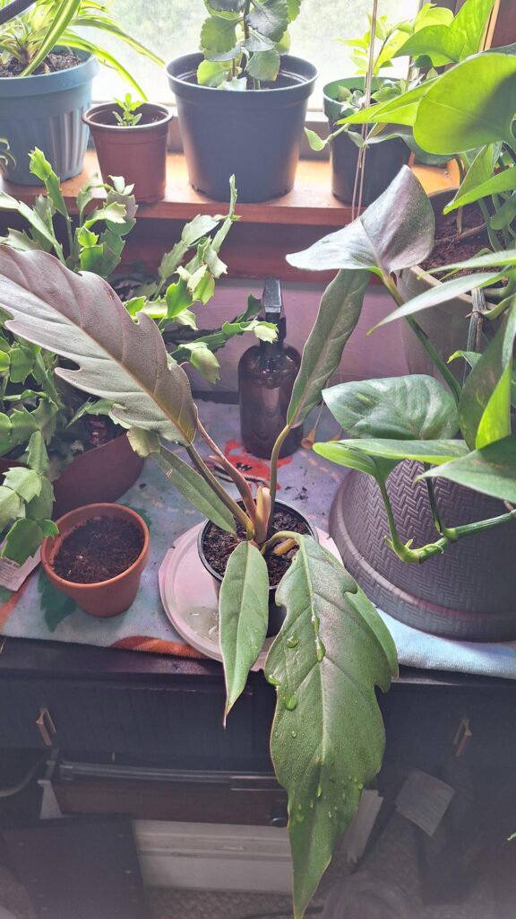 My first philodendron! My first philodendron!