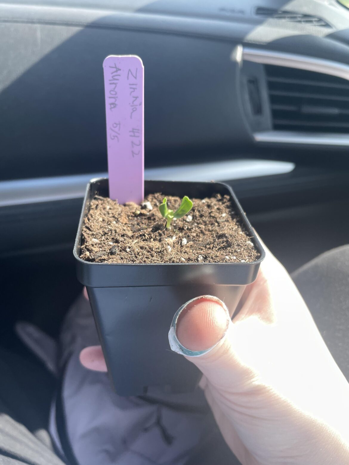 Tips for a newby on taking care of my tiny zinnia aurora! Tips for a newby on taking care of my tiny zinnia aurora!