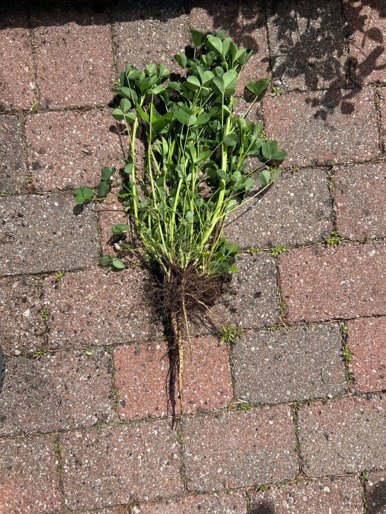 What is this plant that filled one of our flower beds in a newly bought house?