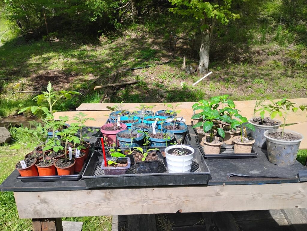2026 Garden so far