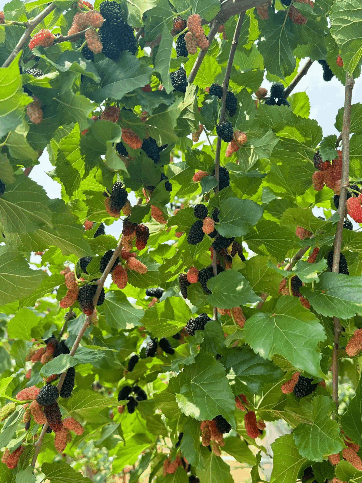 Mulberry