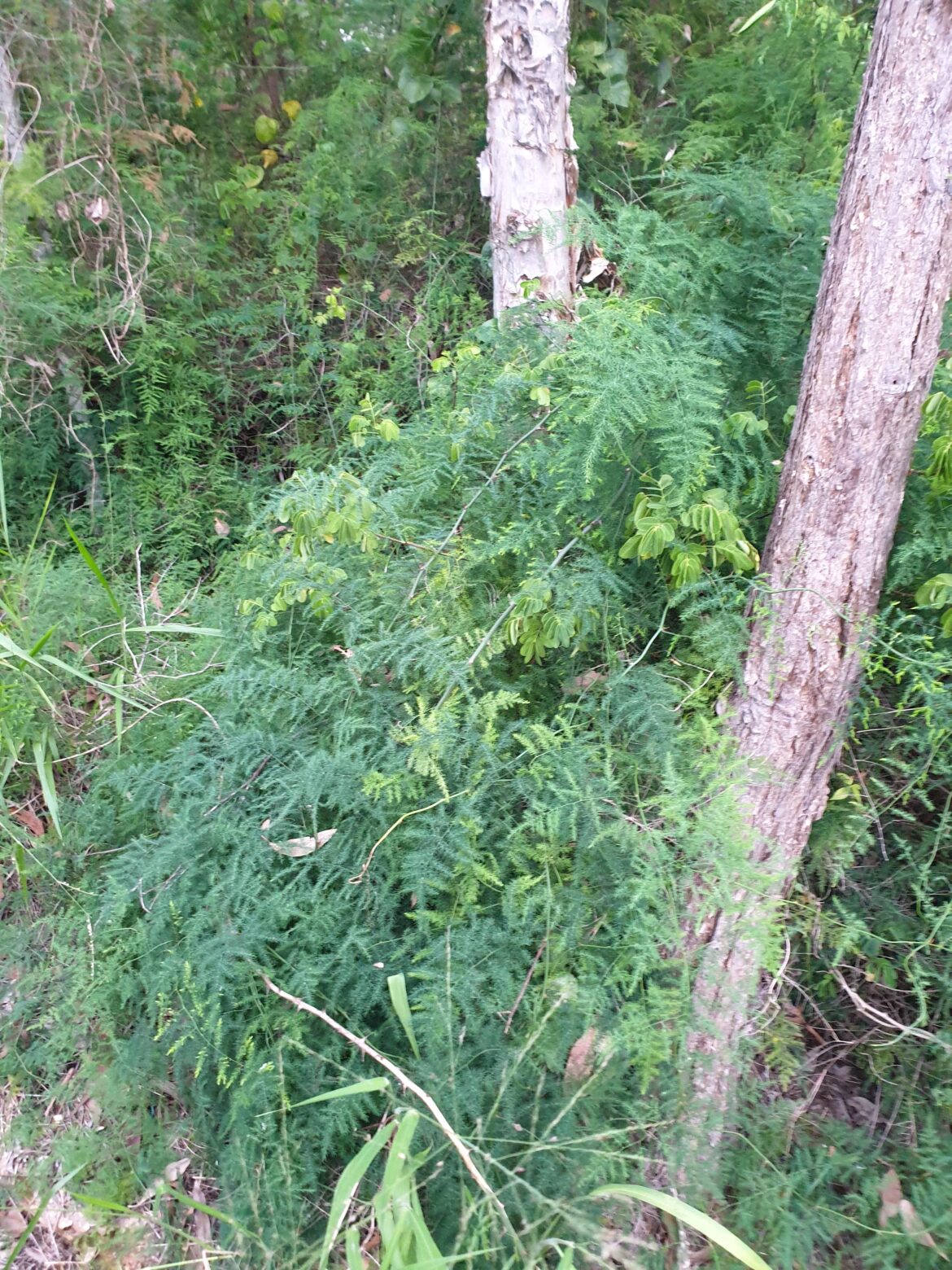 Invasive vine or not?