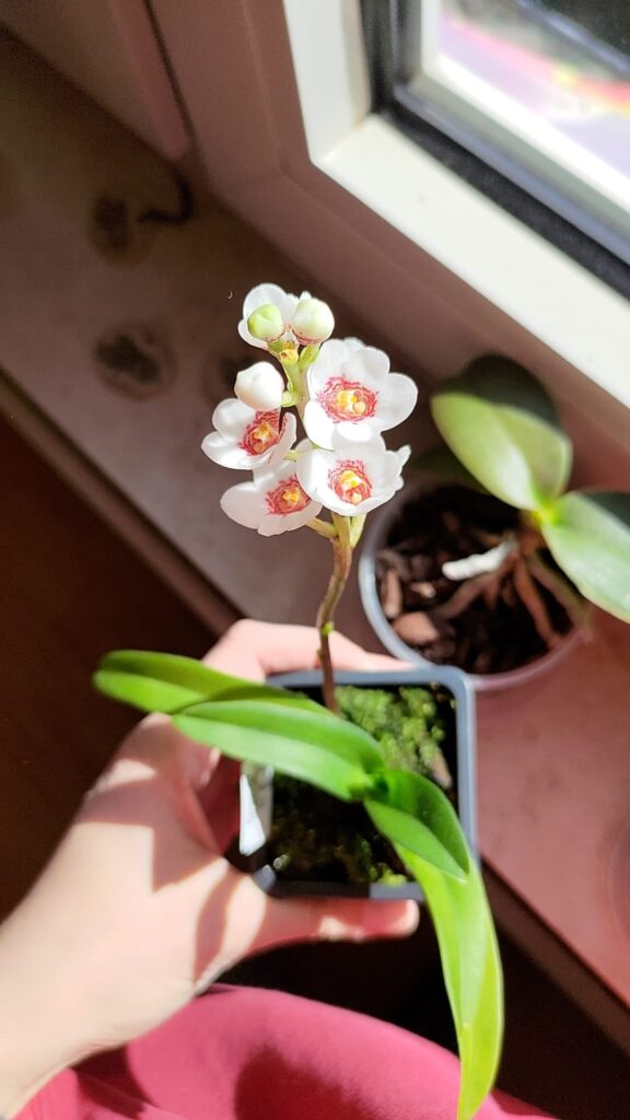 Some sarcochilus in bloom