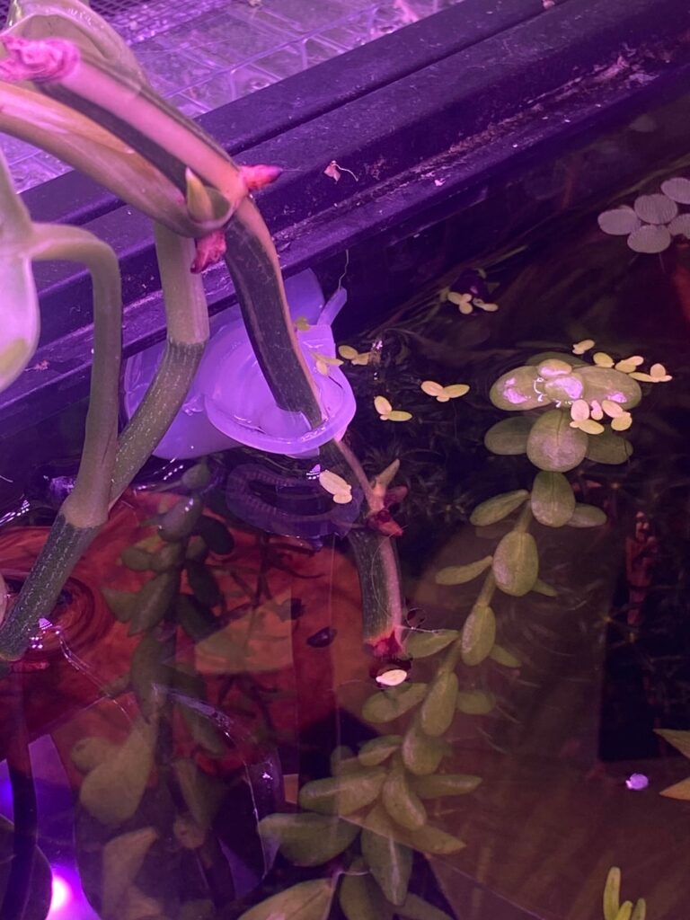 New leaf no roots?