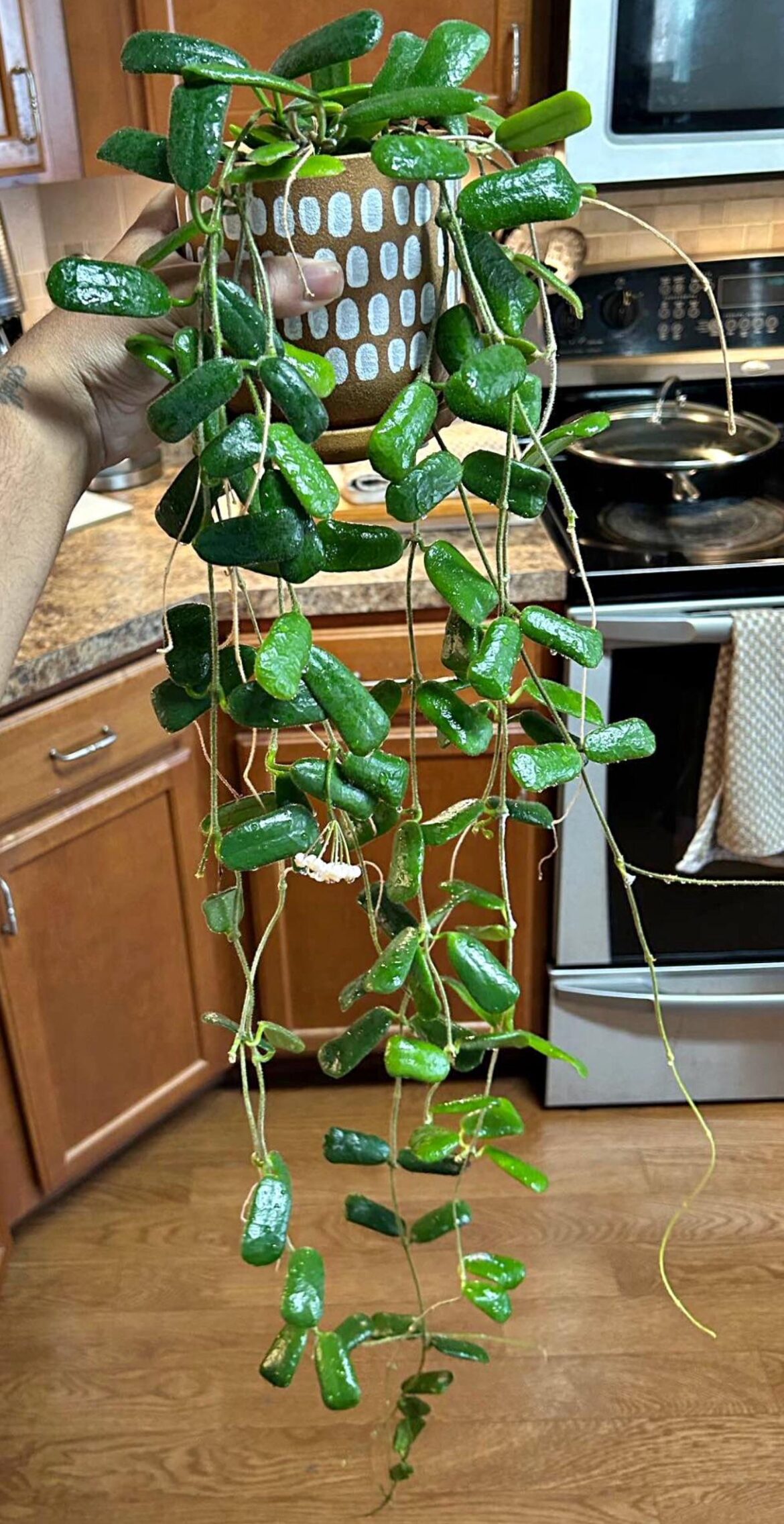 Is $45 a good price for this Rotundifolia?