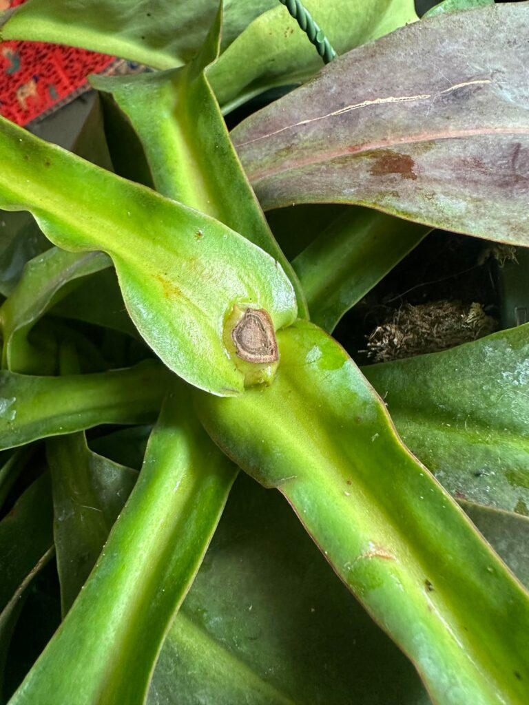 Was my pitcher plant chopped? Was my pitcher plant chopped?