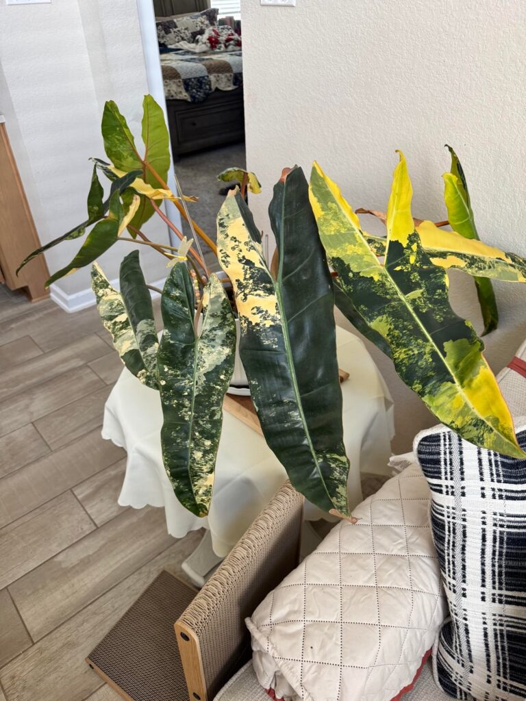 My beauties