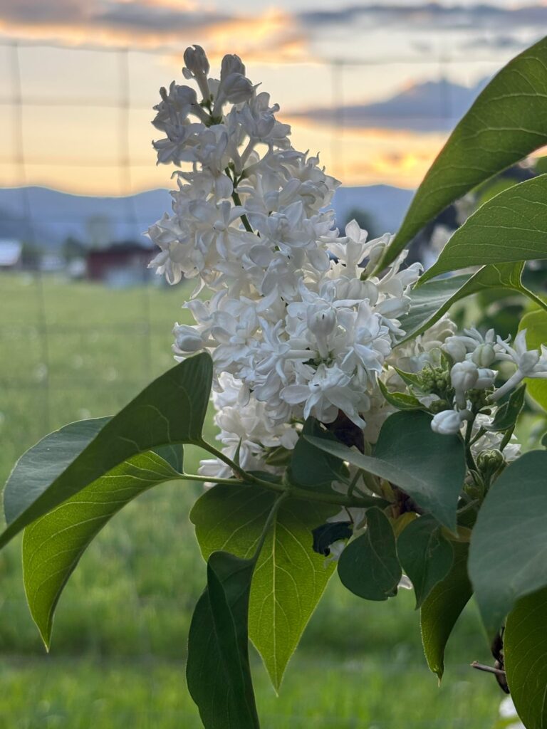 Enjoying my beautiful white lilacs and a little sunset 🌅🤍✨