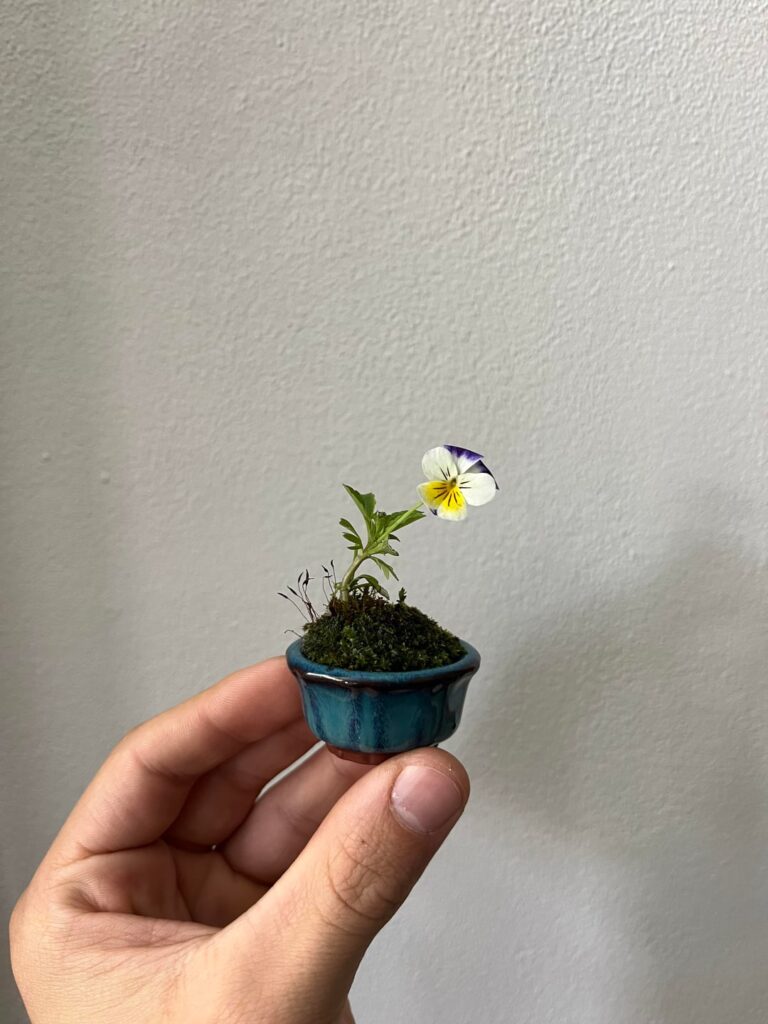 My first accent plant