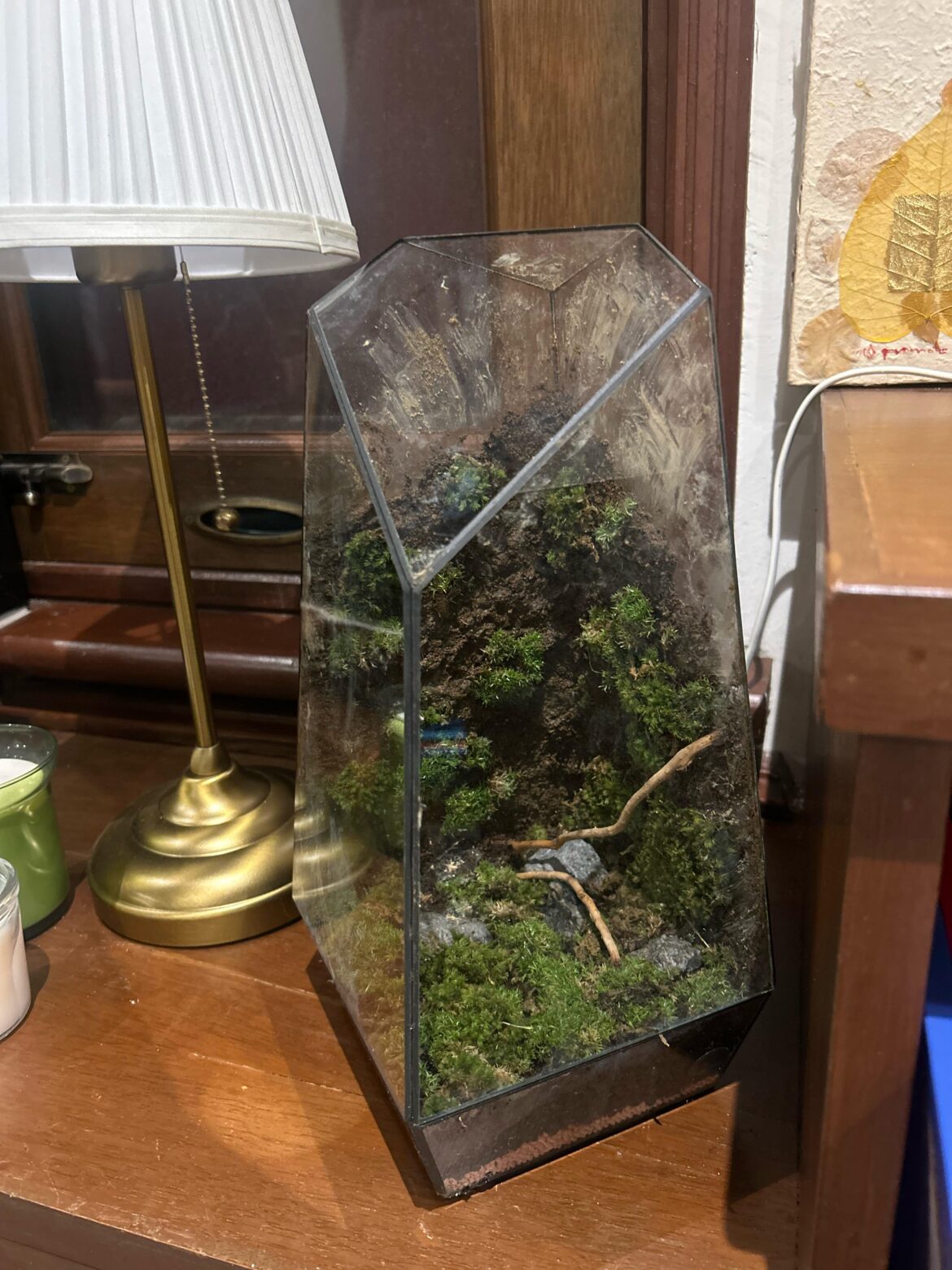 First terrarium. Is it over for me?