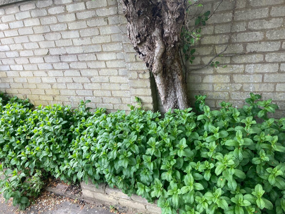 What on earth should I do with all this mint?