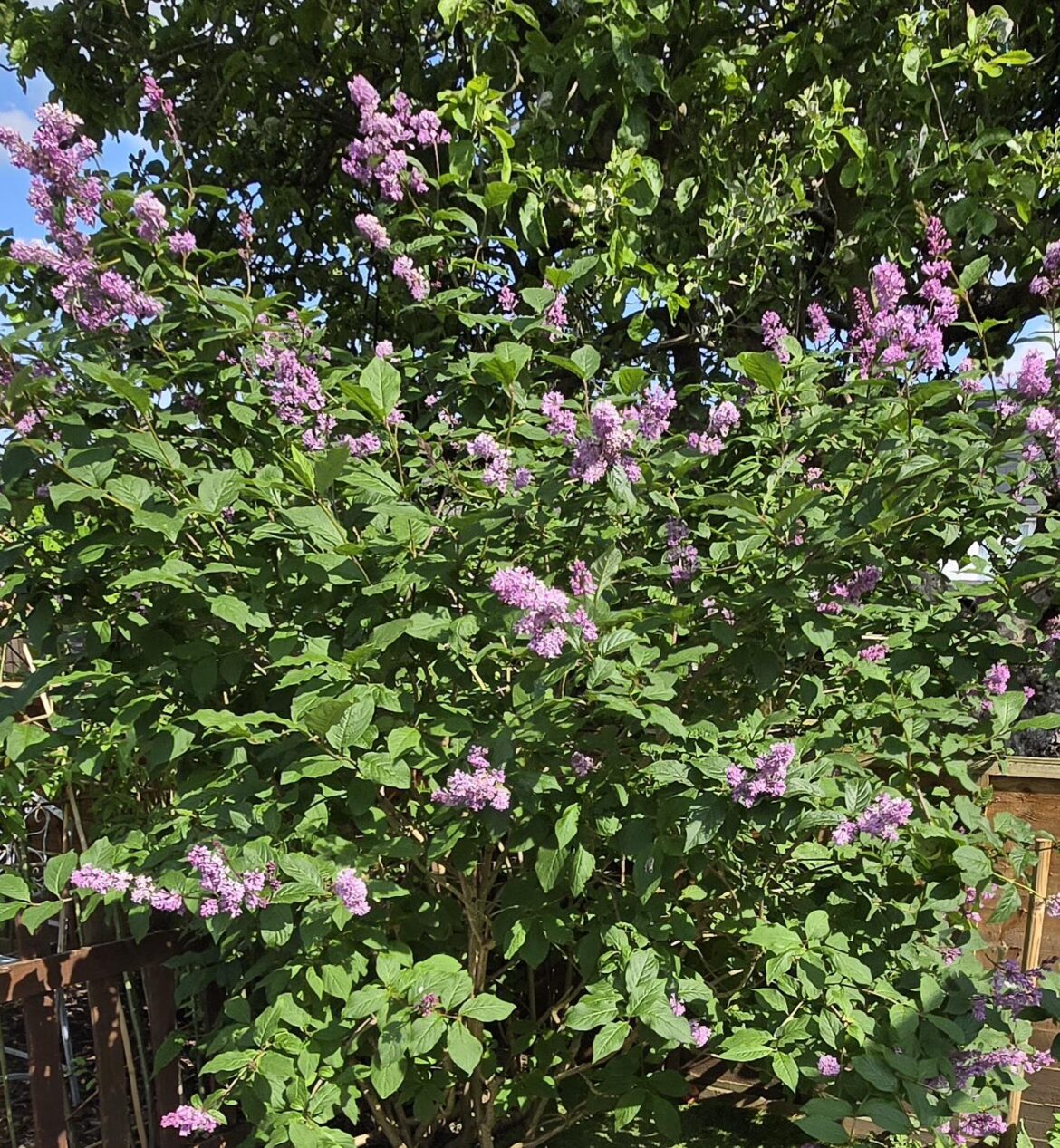 Lilac finally in flower