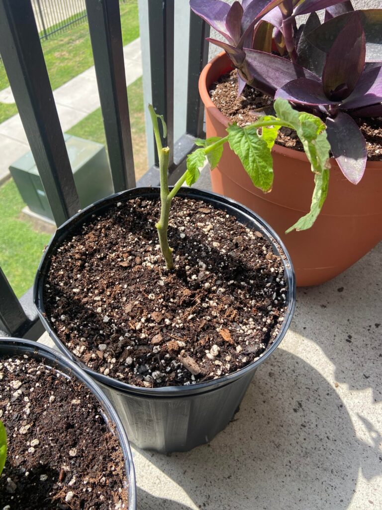 Will it grow? Will it grow?
