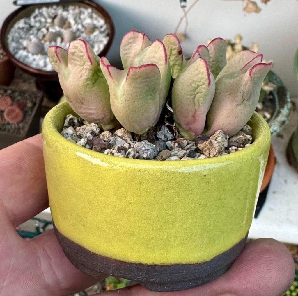 Some dormancy pics , love the colours and changes