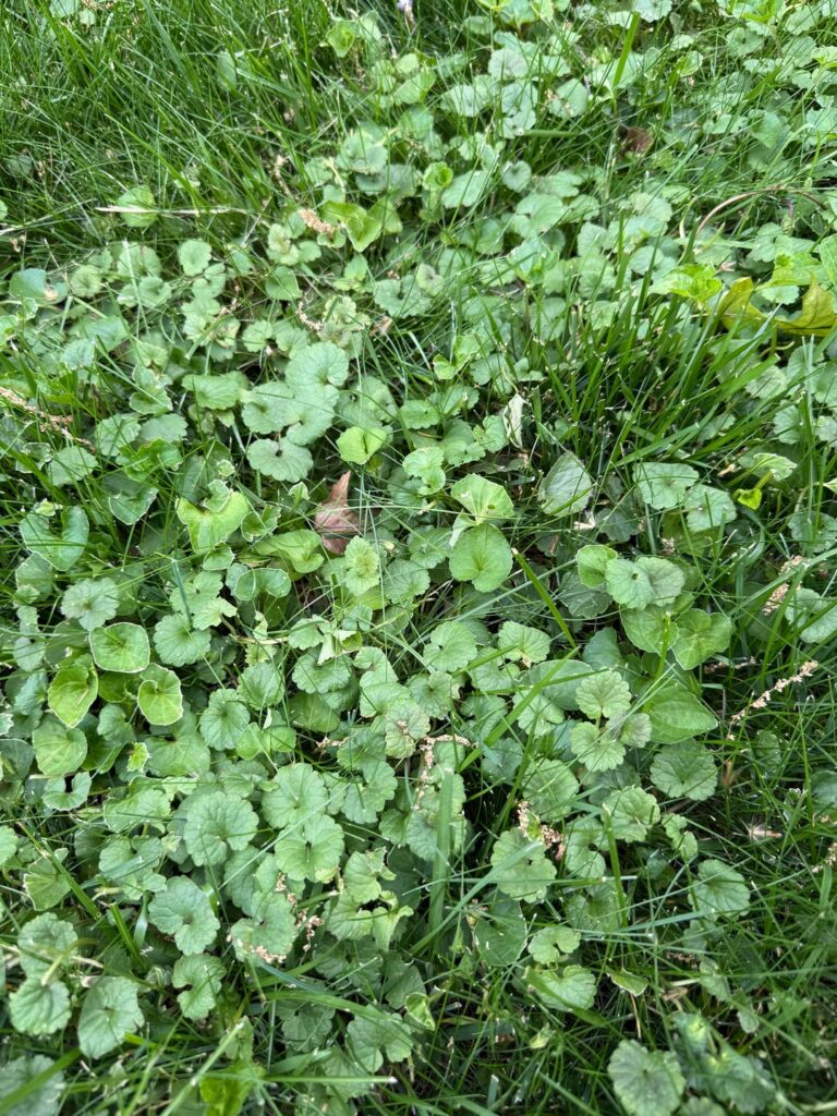 What is this weed in my lawn and how do I get rid of it? (Ohio, USA)