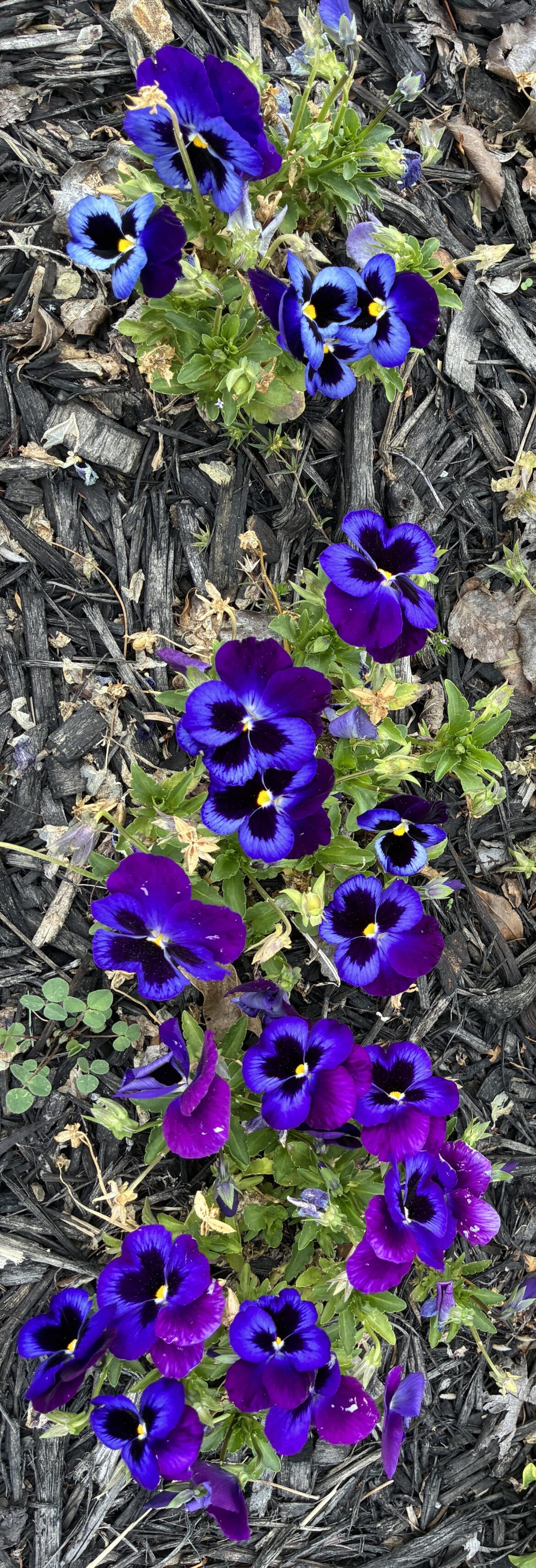 Violet Blotch Pansies