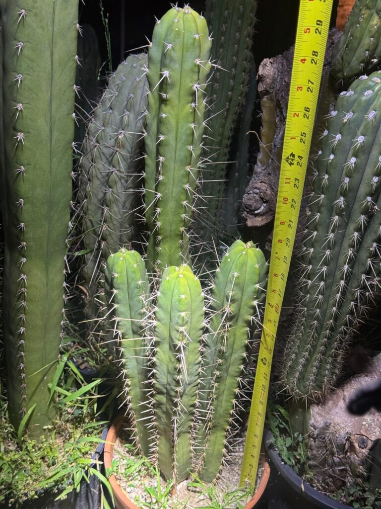 At what point does a cactus become a stand, specifically?