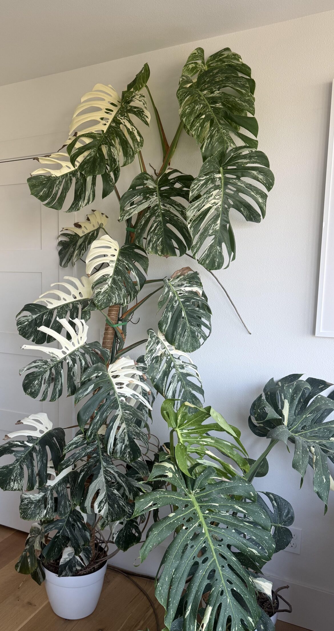 Monstera is running out of room. What to do next?