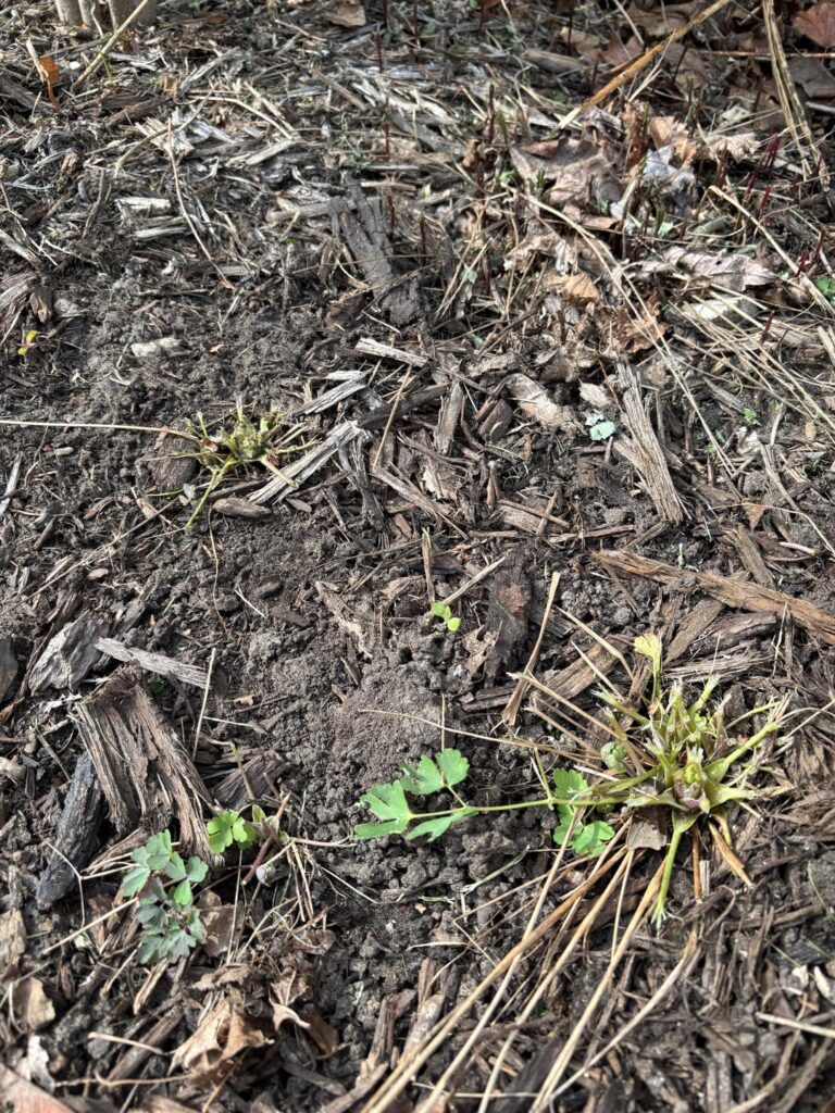 Nice try, landscapers! Nice try, landscapers!