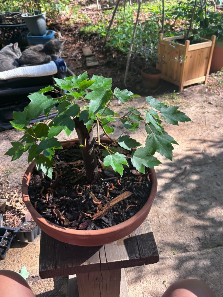 Potted up maple air layer.