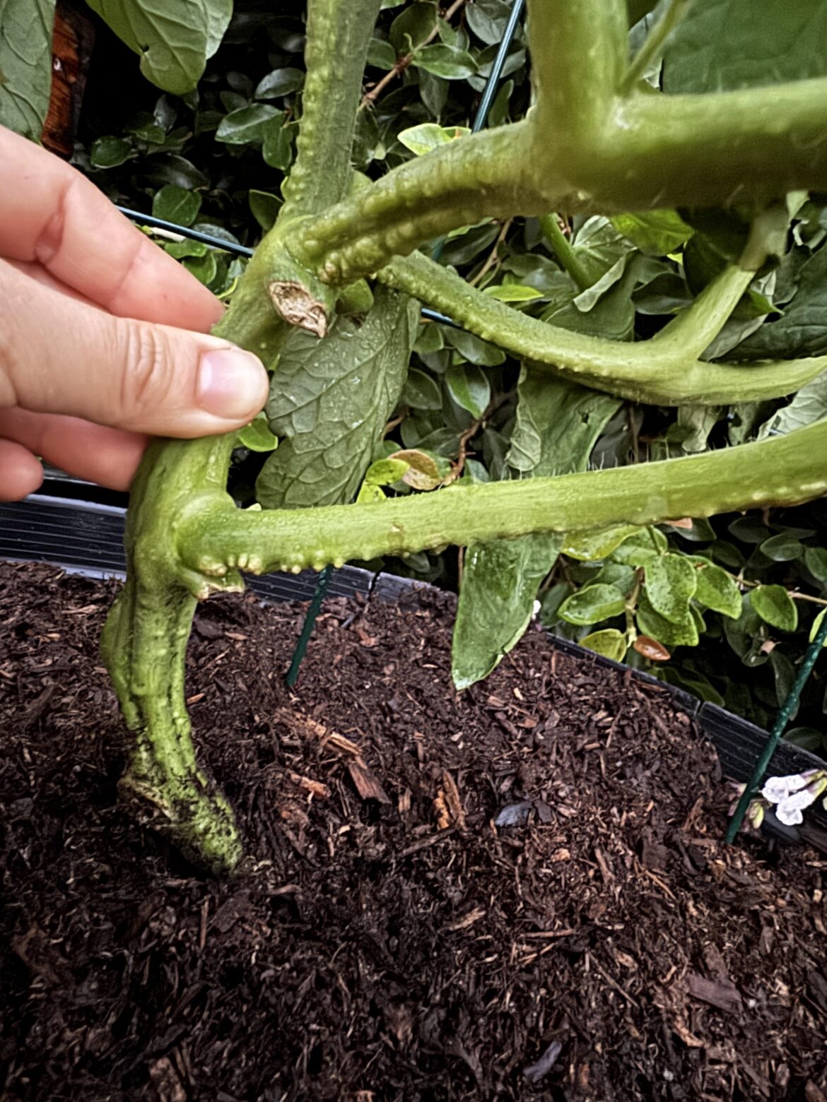 Bumps on stalk normal?