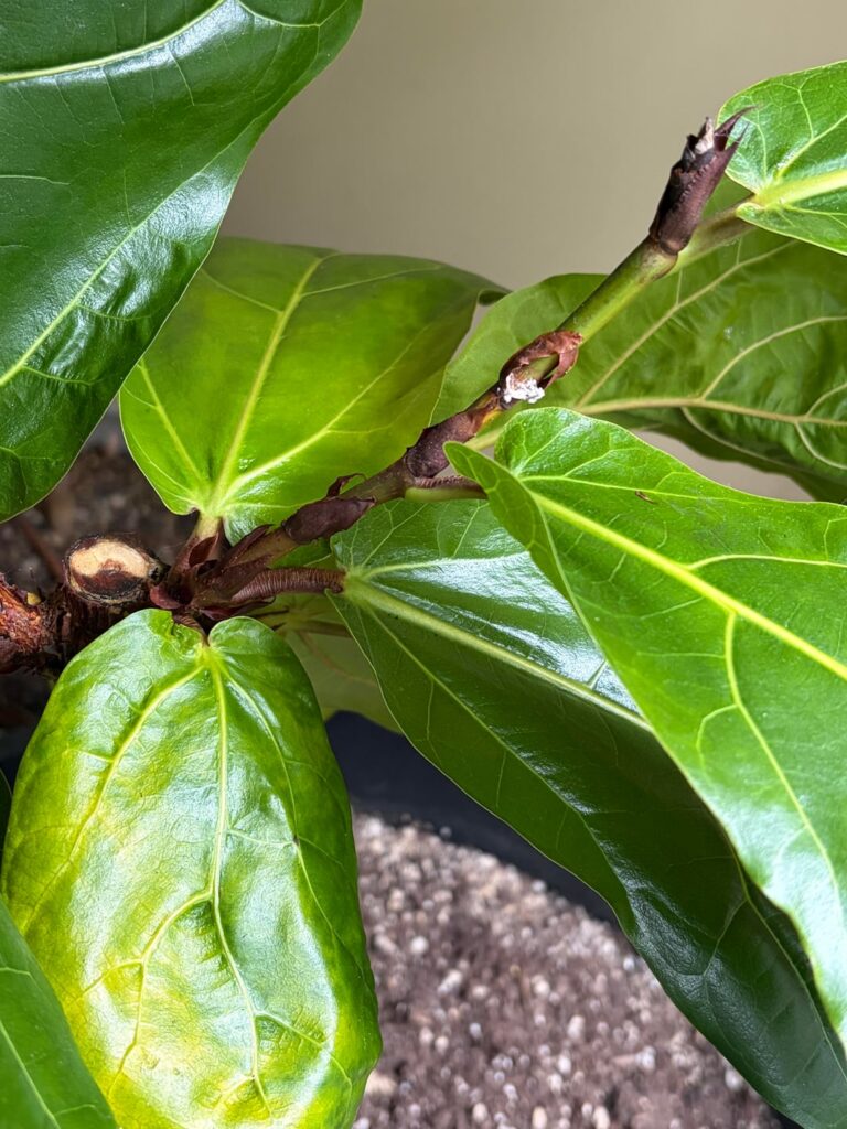 Possible spider mite damage
